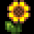 Sunflower Honey